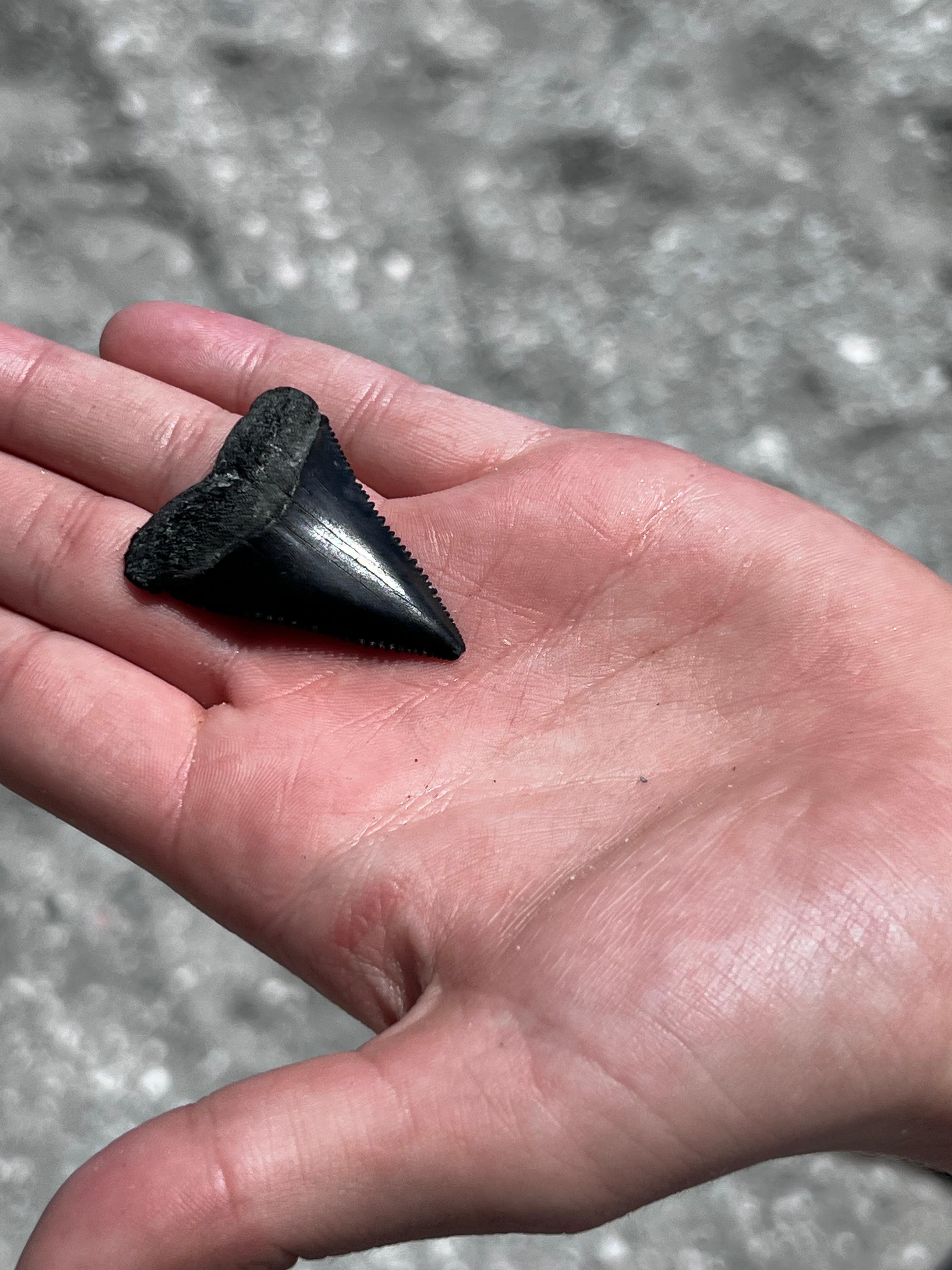 Found right in the sand by public beach entrance 