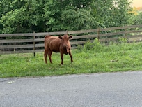 The friendly cow at the gate!