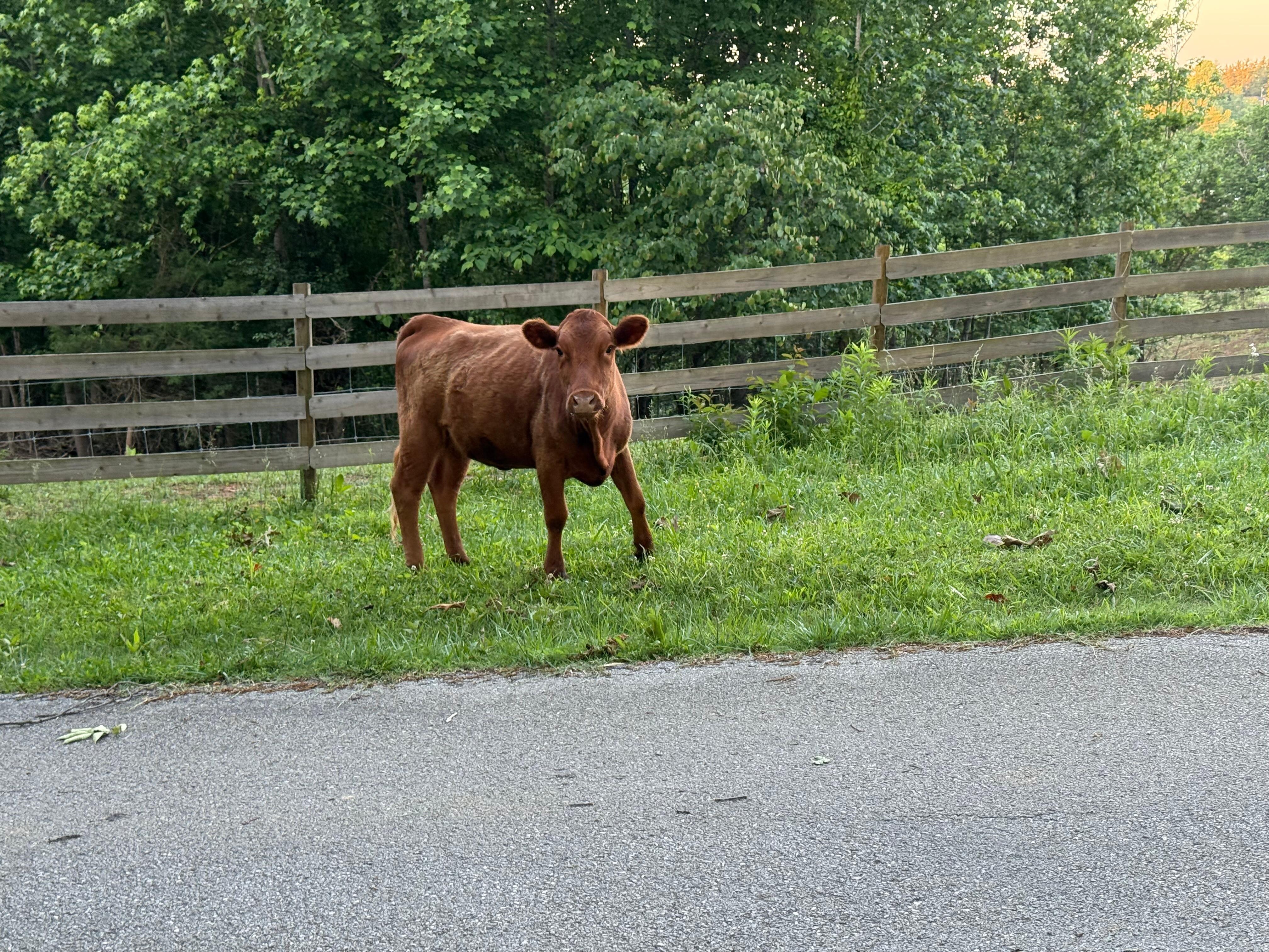 The friendly cow at the gate!