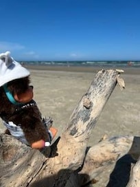 Driftwood
