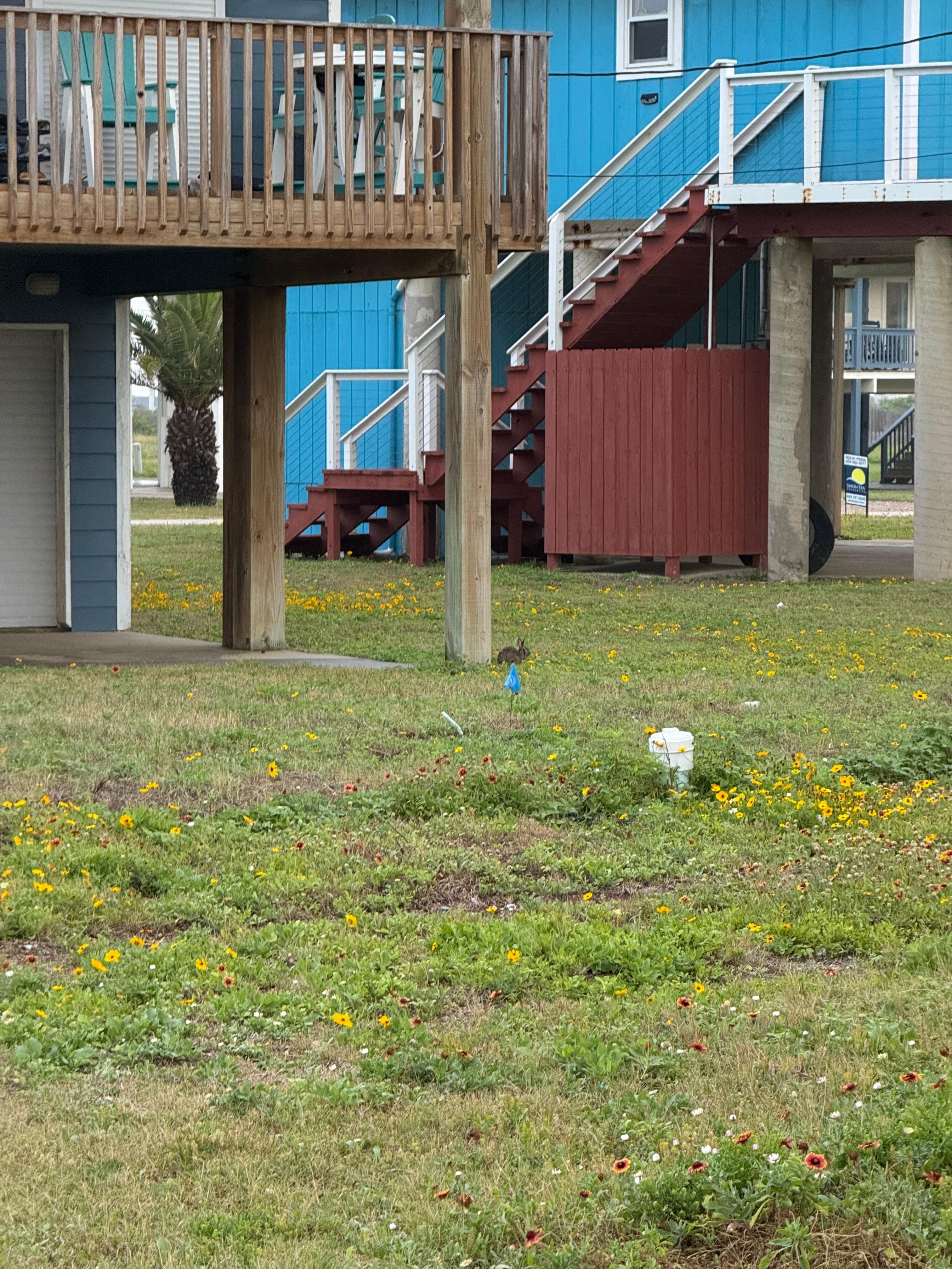 Bunny next door