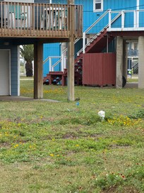Bunny next door