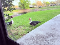 Muscovy Ducks near the porch. The duck pond water was low as it is winter in Florida.