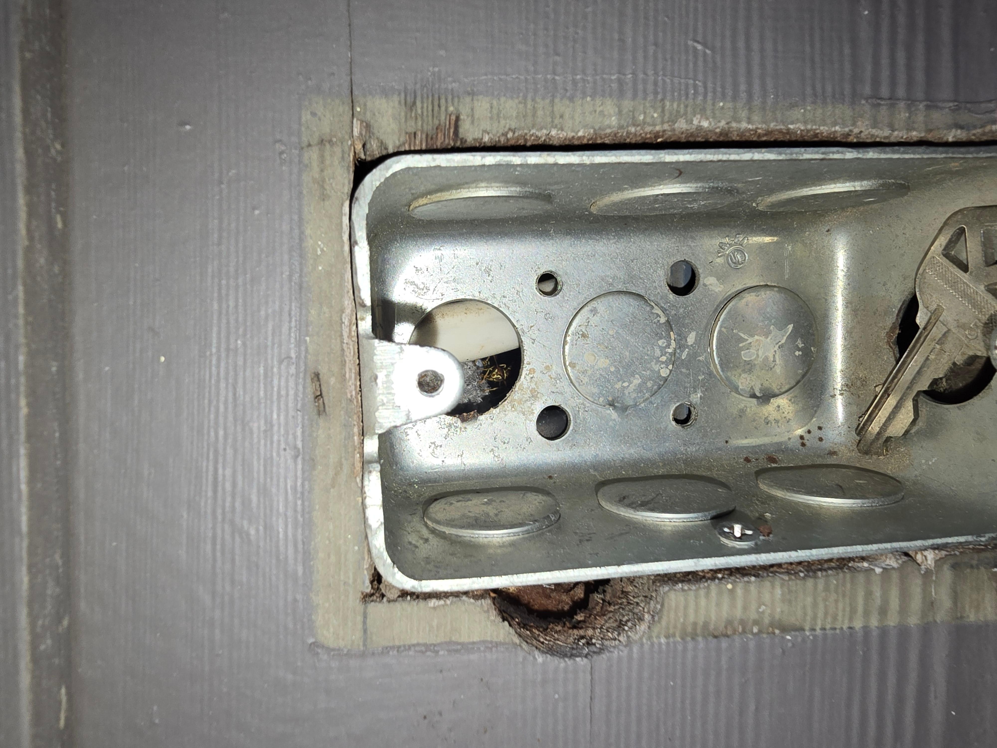 Open electrical box with wasp nest in wall