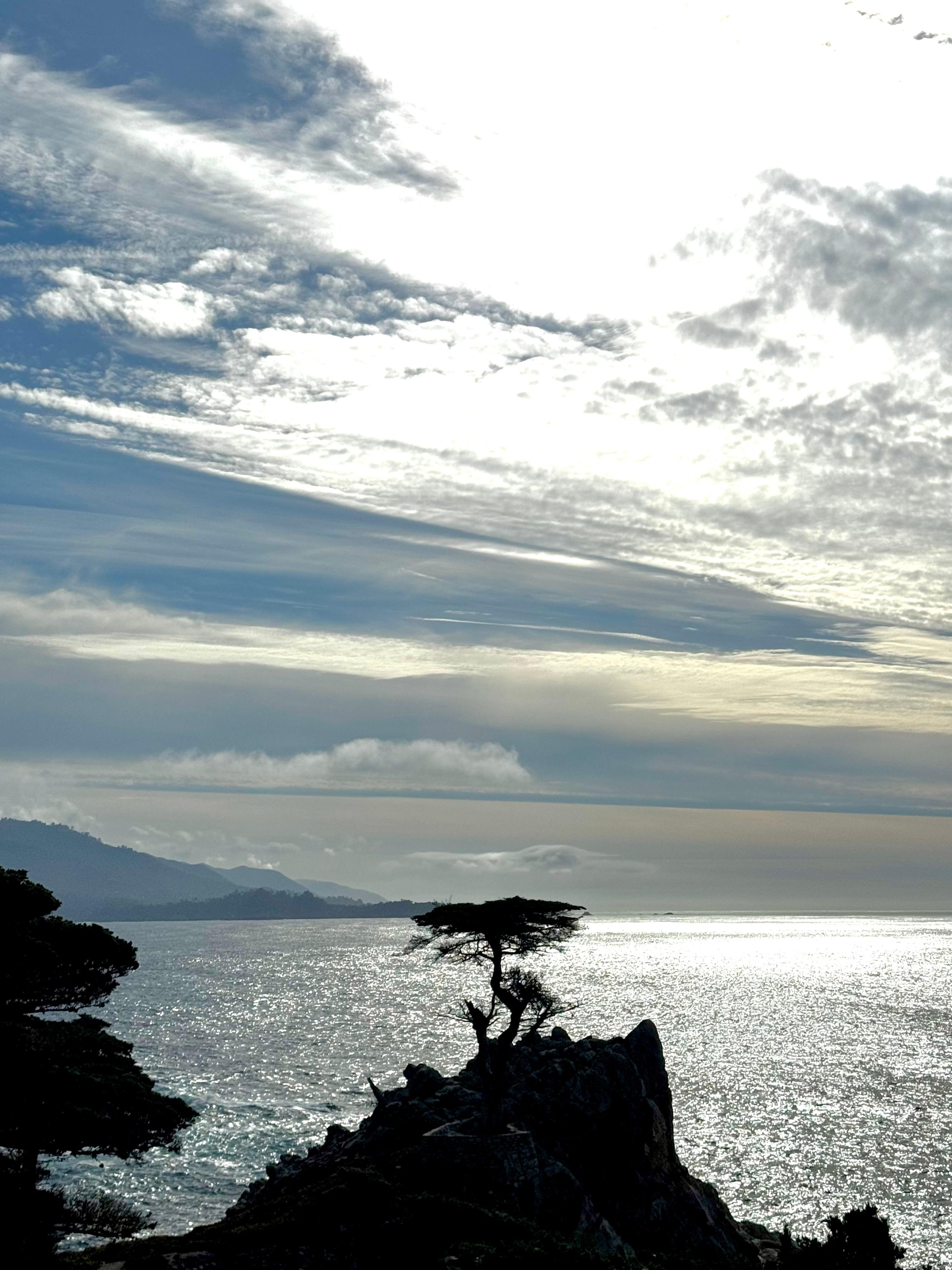Lone Cypress
