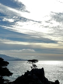 Lone Cypress
