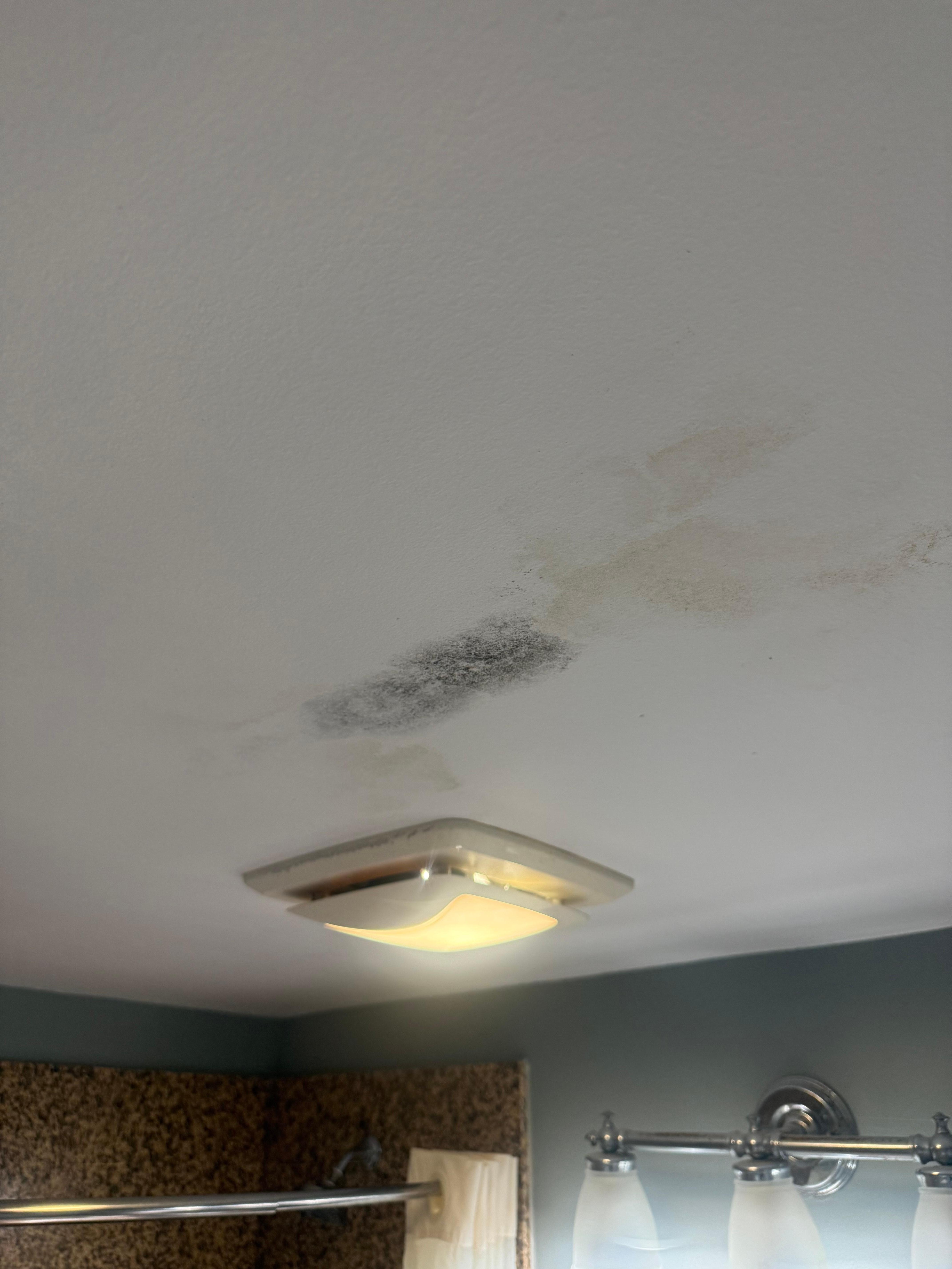 Black mold