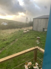 the sheep were just outside the door !