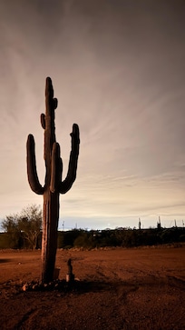Night view of a cactus in the yard.