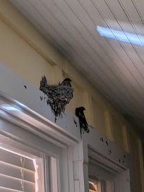 Swallow family!