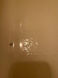 Bug in shower