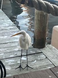 Great wildlife everywhere