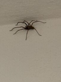 Biggest spiders I’ve ever seen