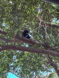 Howler Monkey