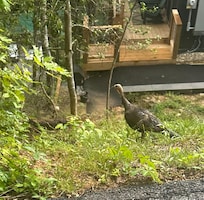 This momma turkey came by every afternoon to check things out