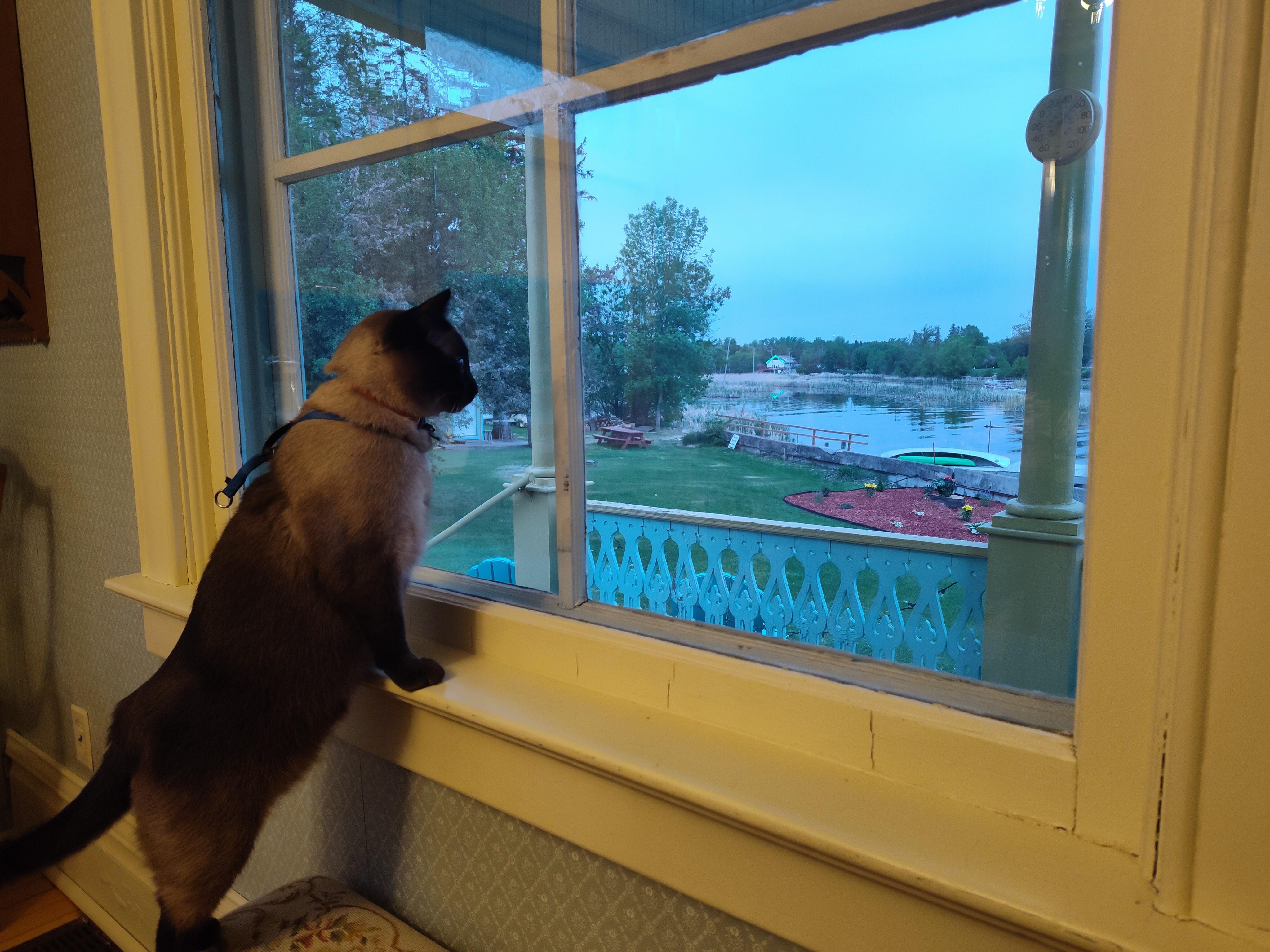Siamese cat looking out the back window at the river