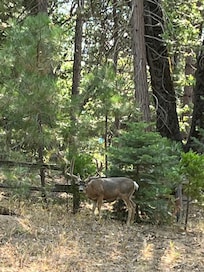 Right off the driveway view