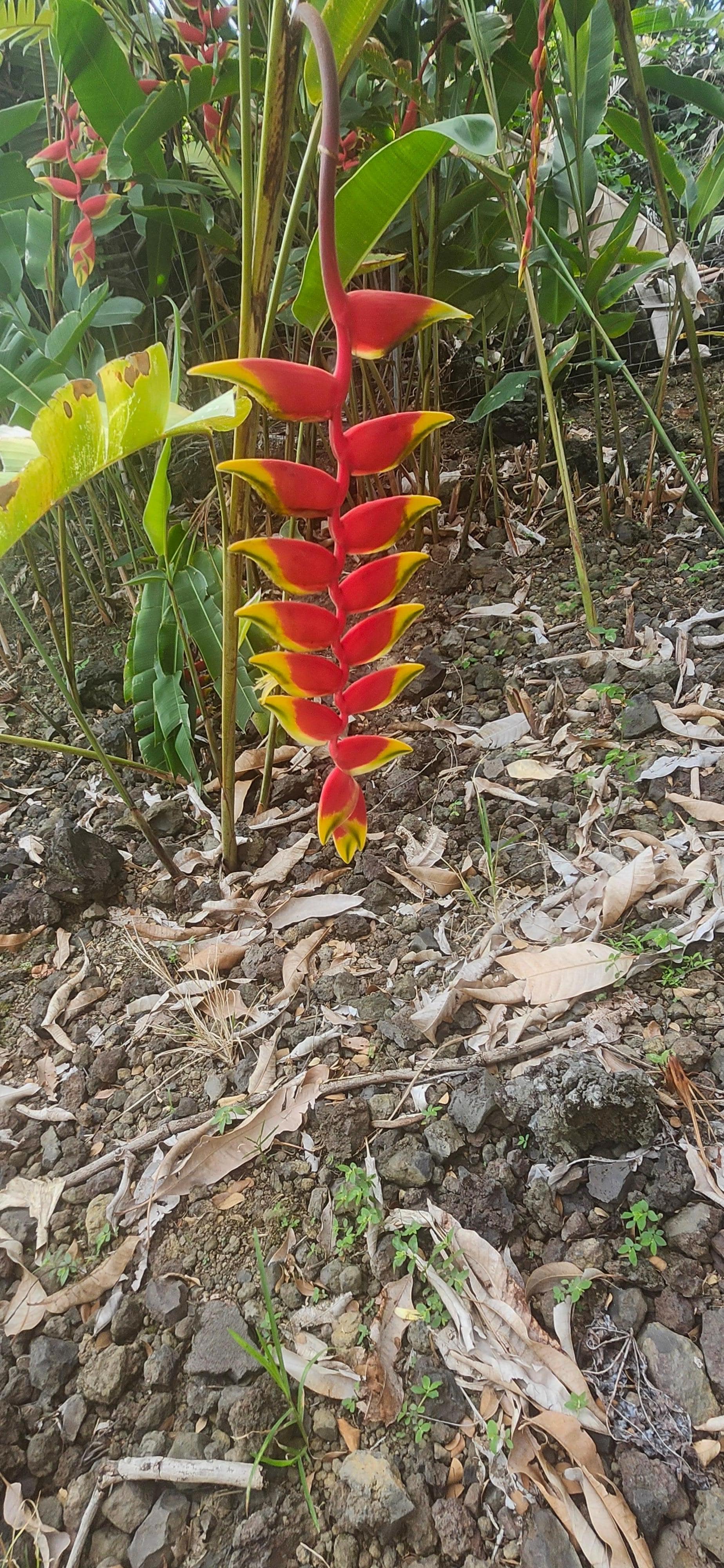 Tropical flower on propery