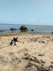 Naturstrand mit Hund ;)