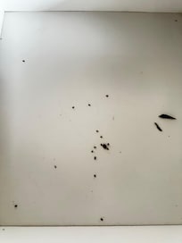 Baratas dentro das gavetas