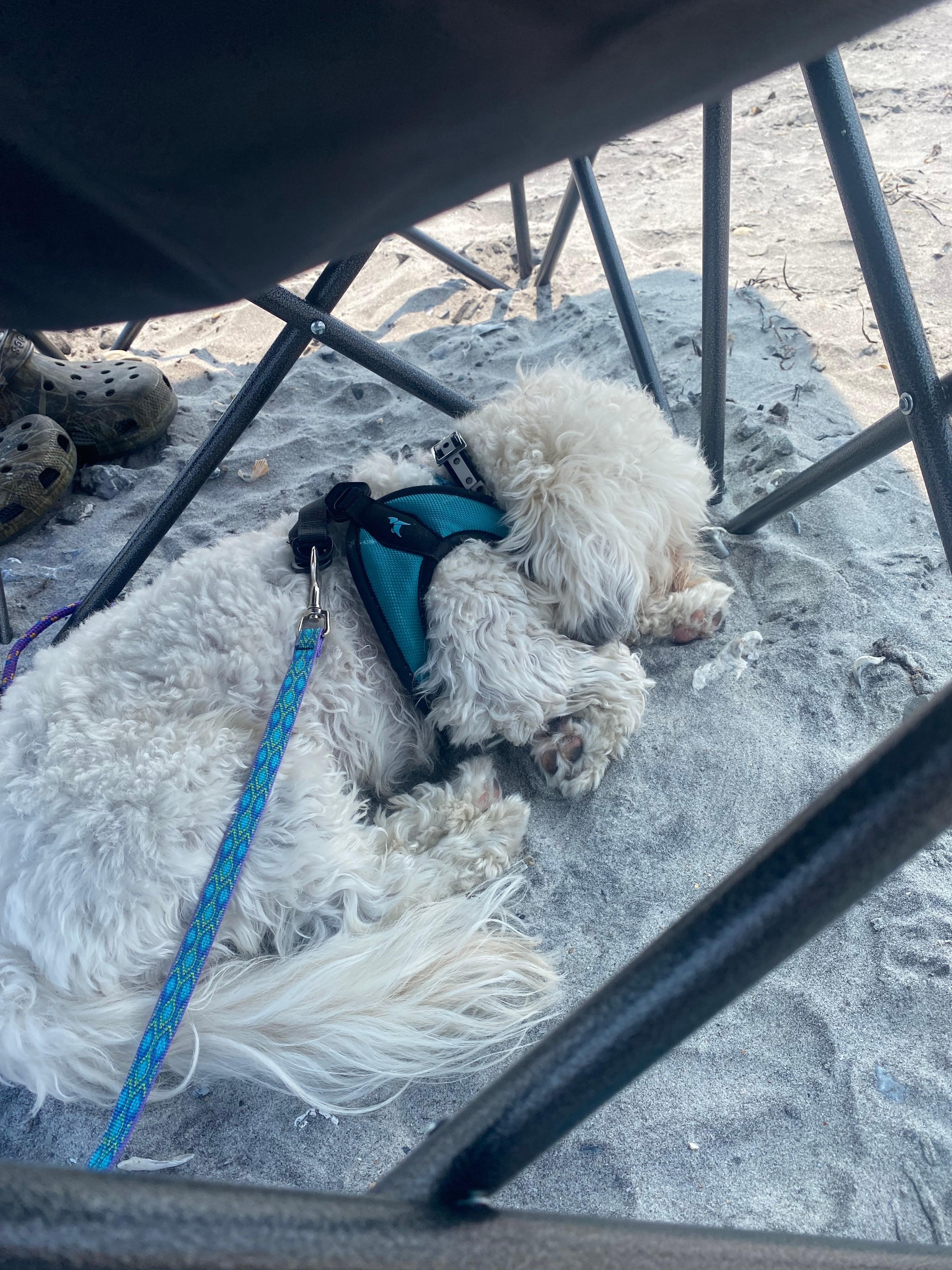 Walk play swim sleep...Vacation!