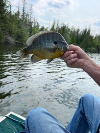 Huge bluegill