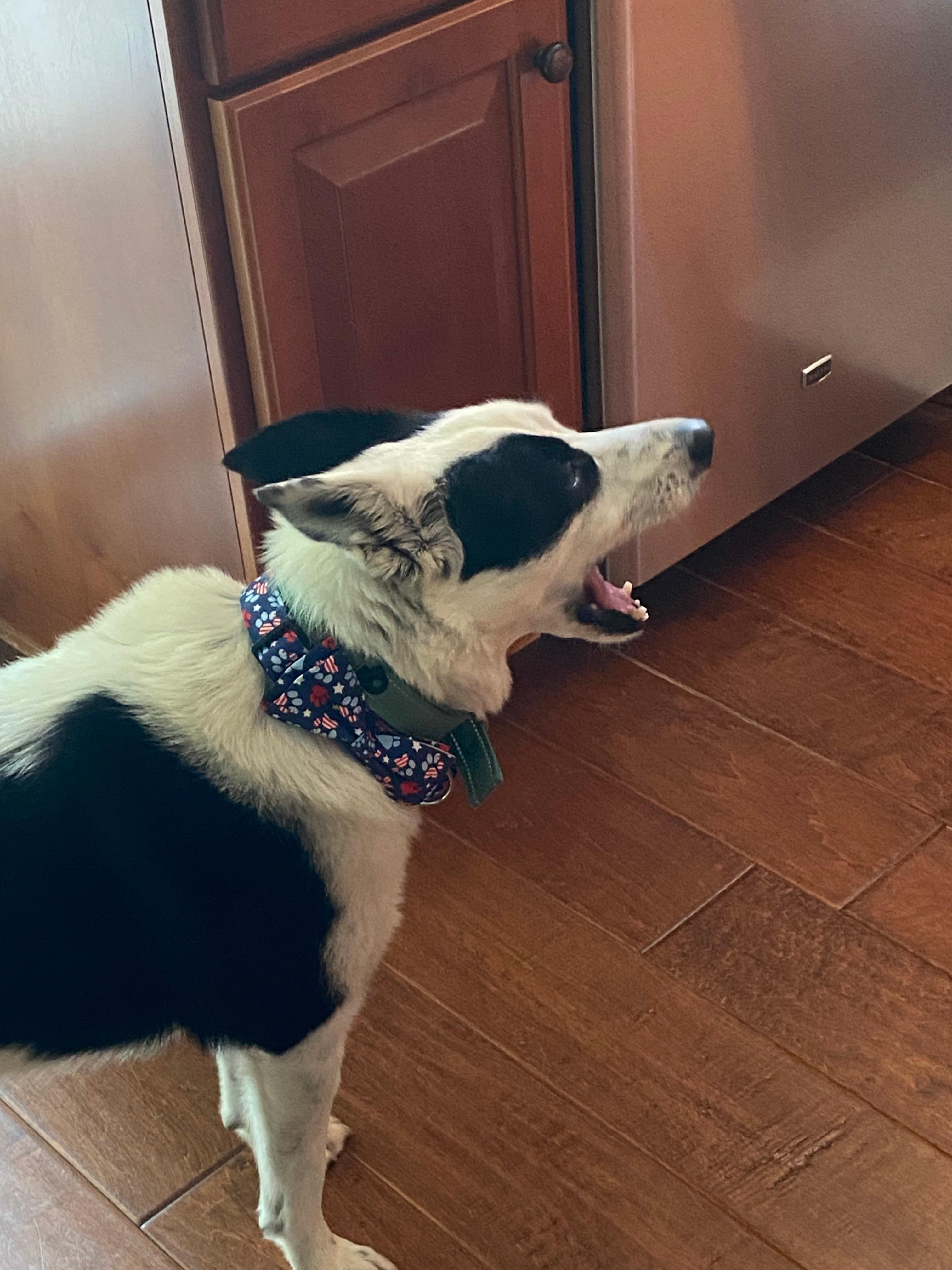 Wearing his bow tie well 💙❤️