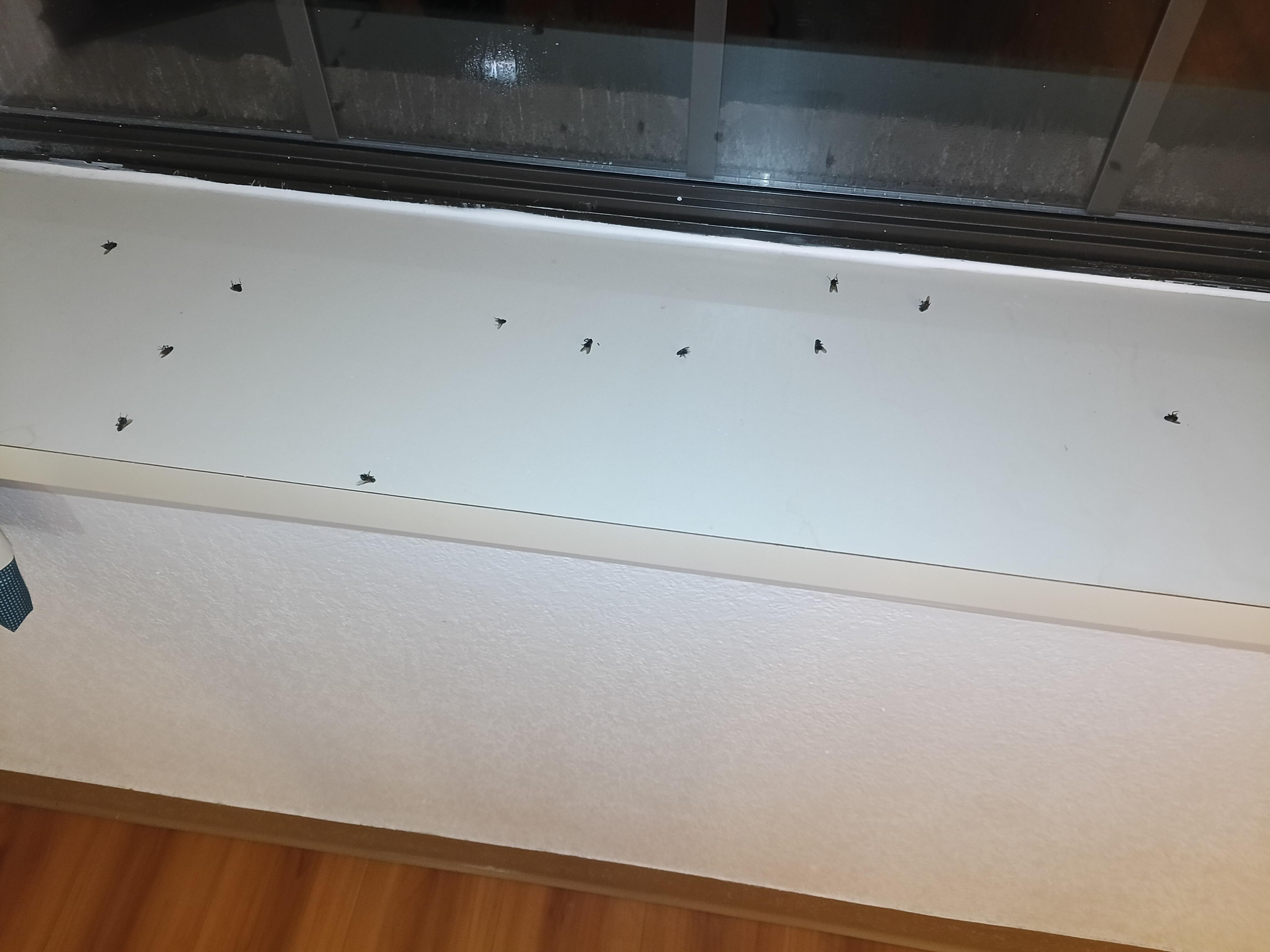 Dead flies all over the room