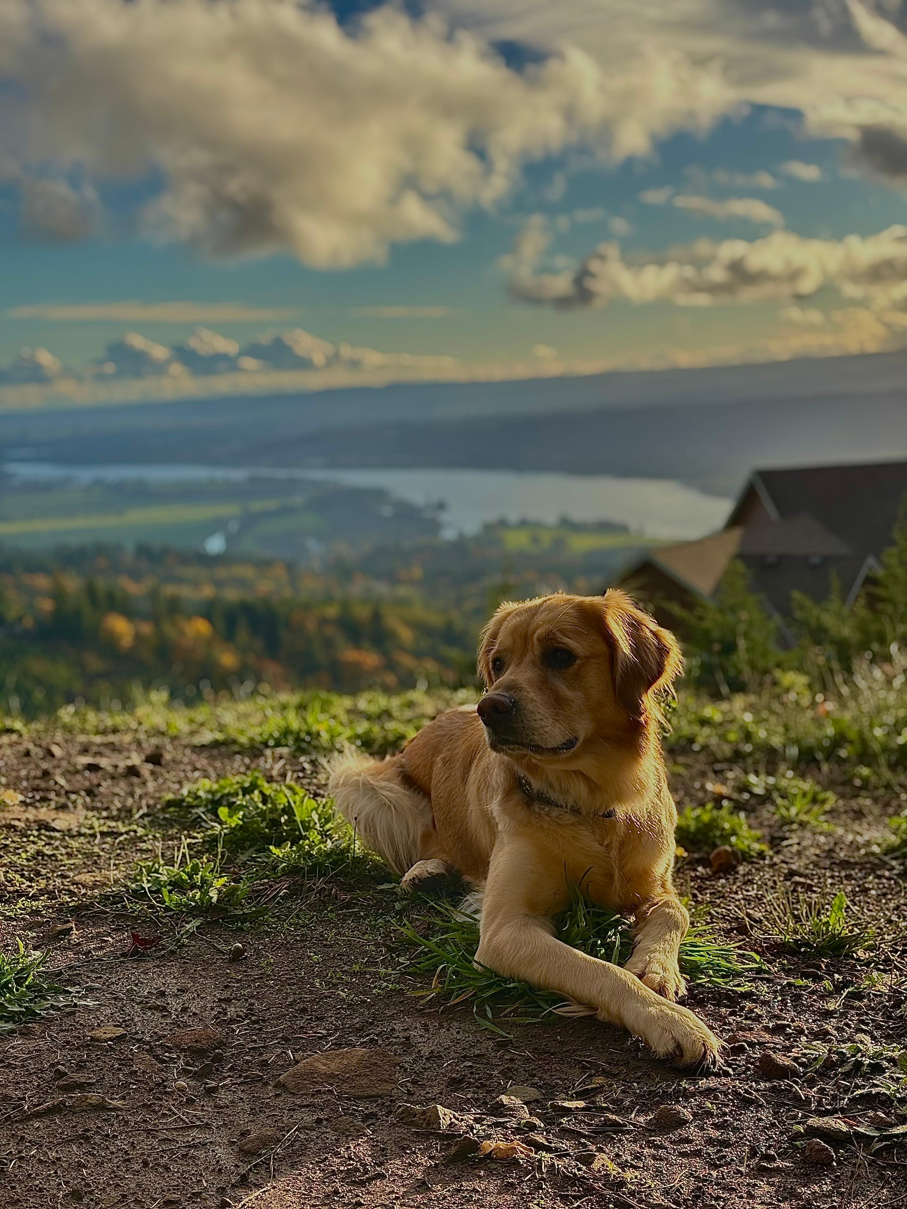Pet relief area with a beautiful view!
