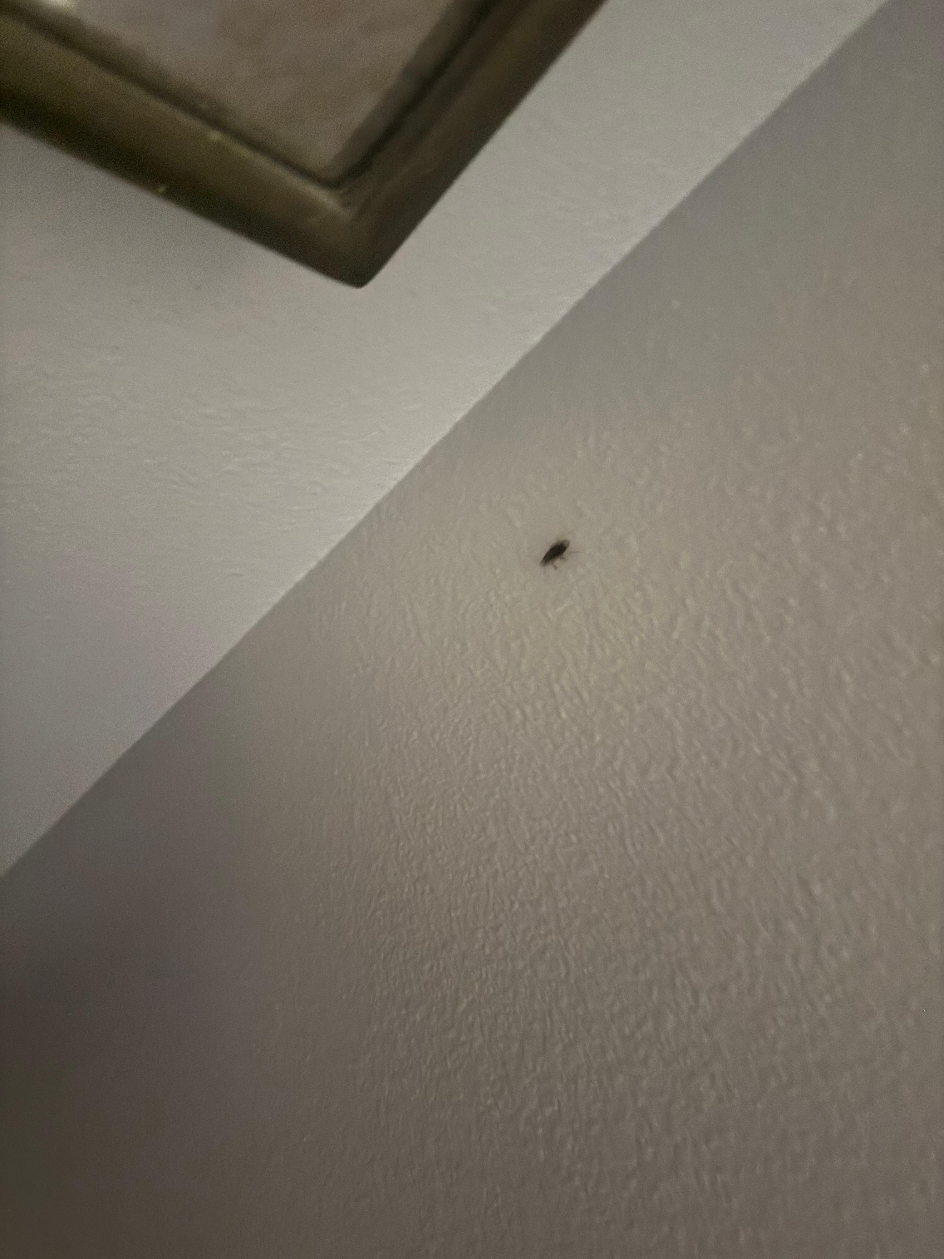 Cockroach in the room. 