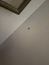 Cockroach in the room.