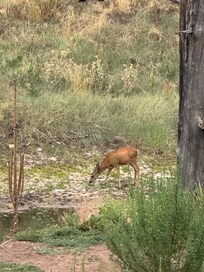 Deer around the property