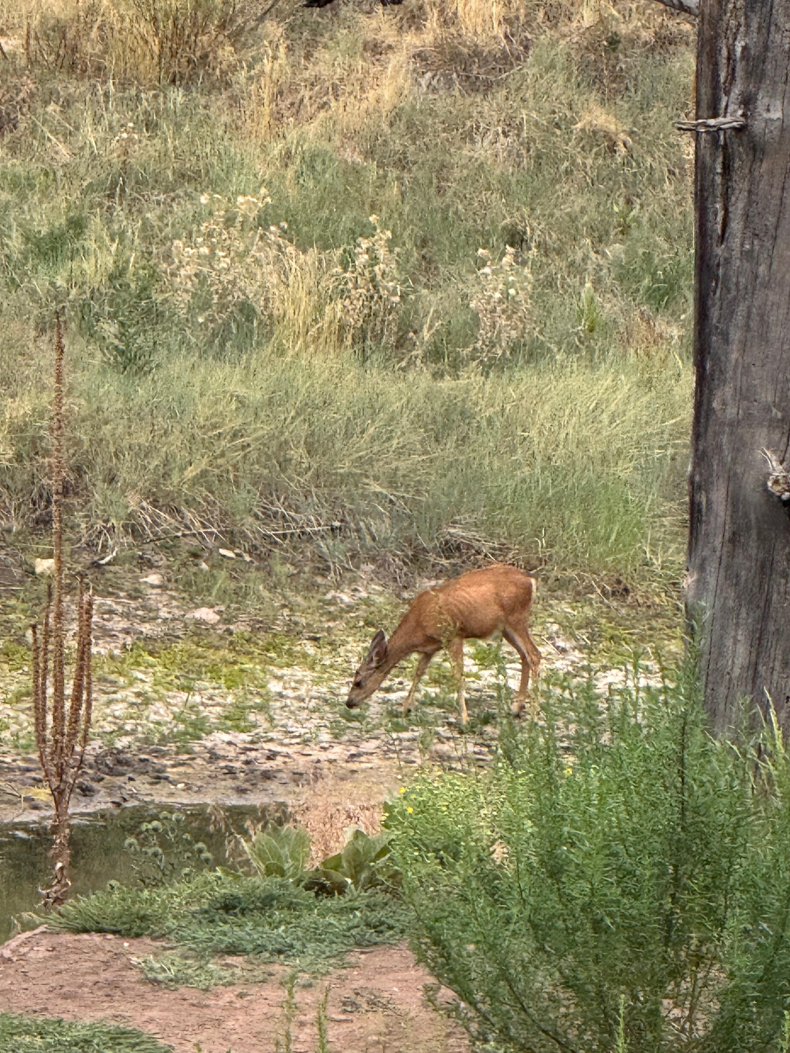 Deer around the property 