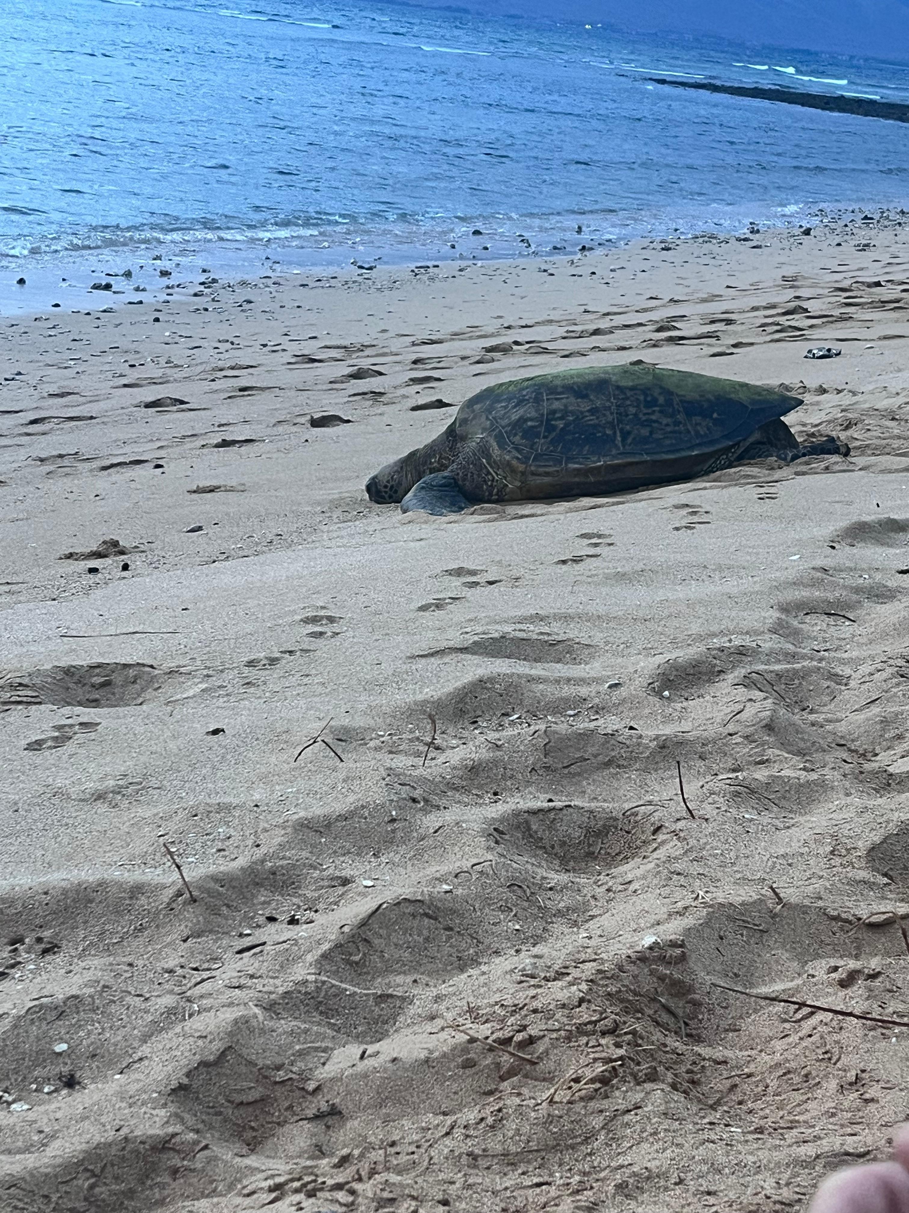 A short walk down the beach from Maui Sunsets you’ll find an area where the sea turtles come out of the water each night, to rest on the beach.  Amazing!  