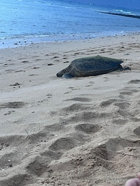 A short walk down the beach from Maui Sunsets you’ll find an area where the sea turtles come out of the water each night, to rest on the beach. Amazing!