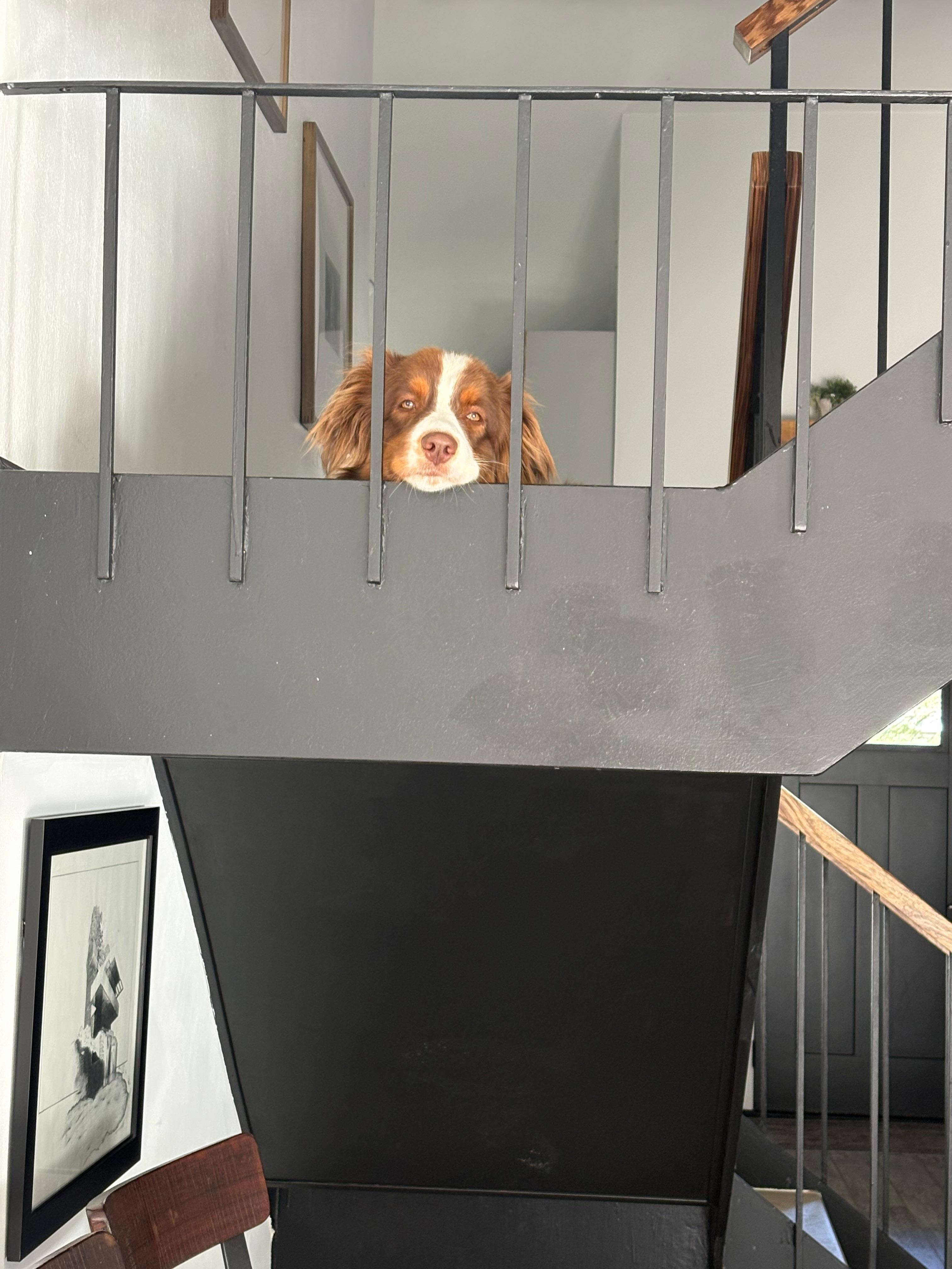 Our dog loved it too