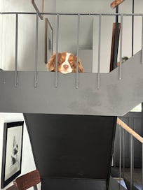 Our dog loved it too