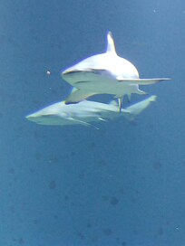 Mooi aquarium in Gotenborg