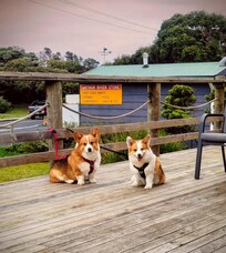 Outside decking as enjoyed by our dogs