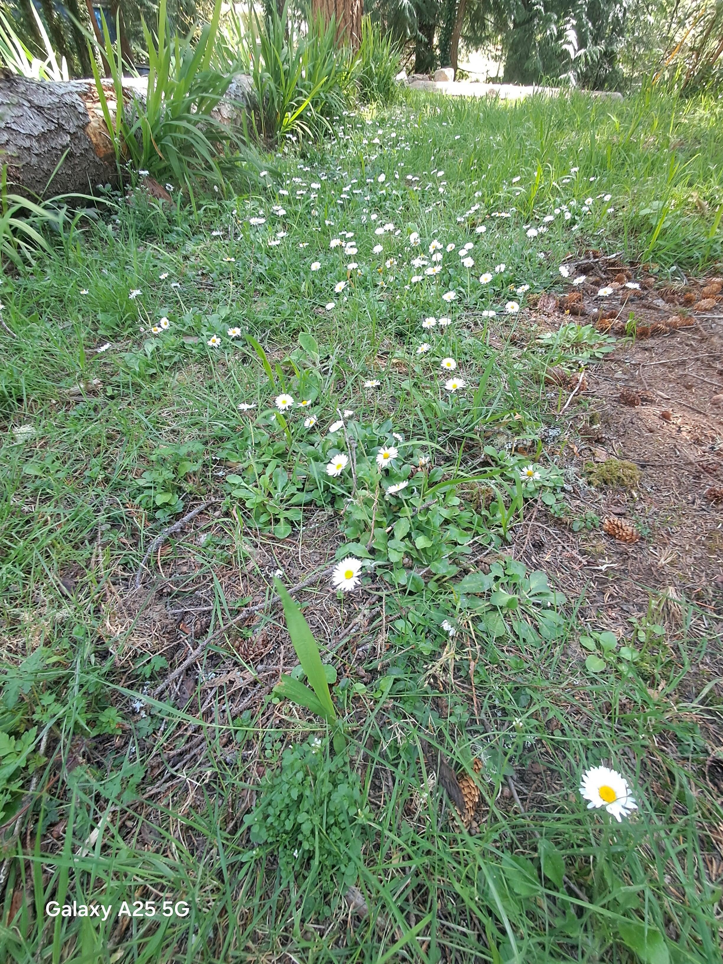 Fun little daisy bloom infront yard