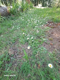 Fun little daisy bloom infront yard