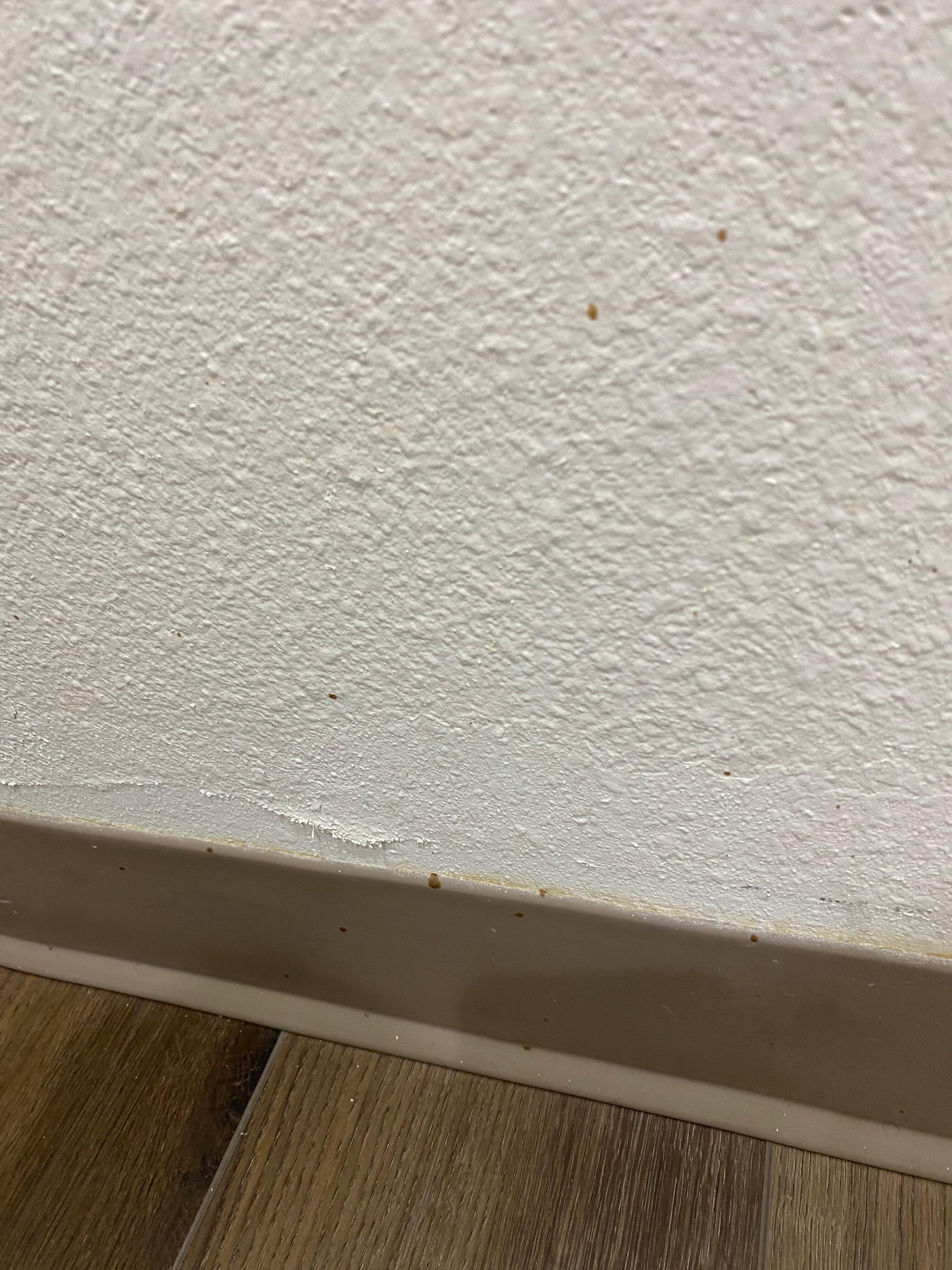 Feces splatter