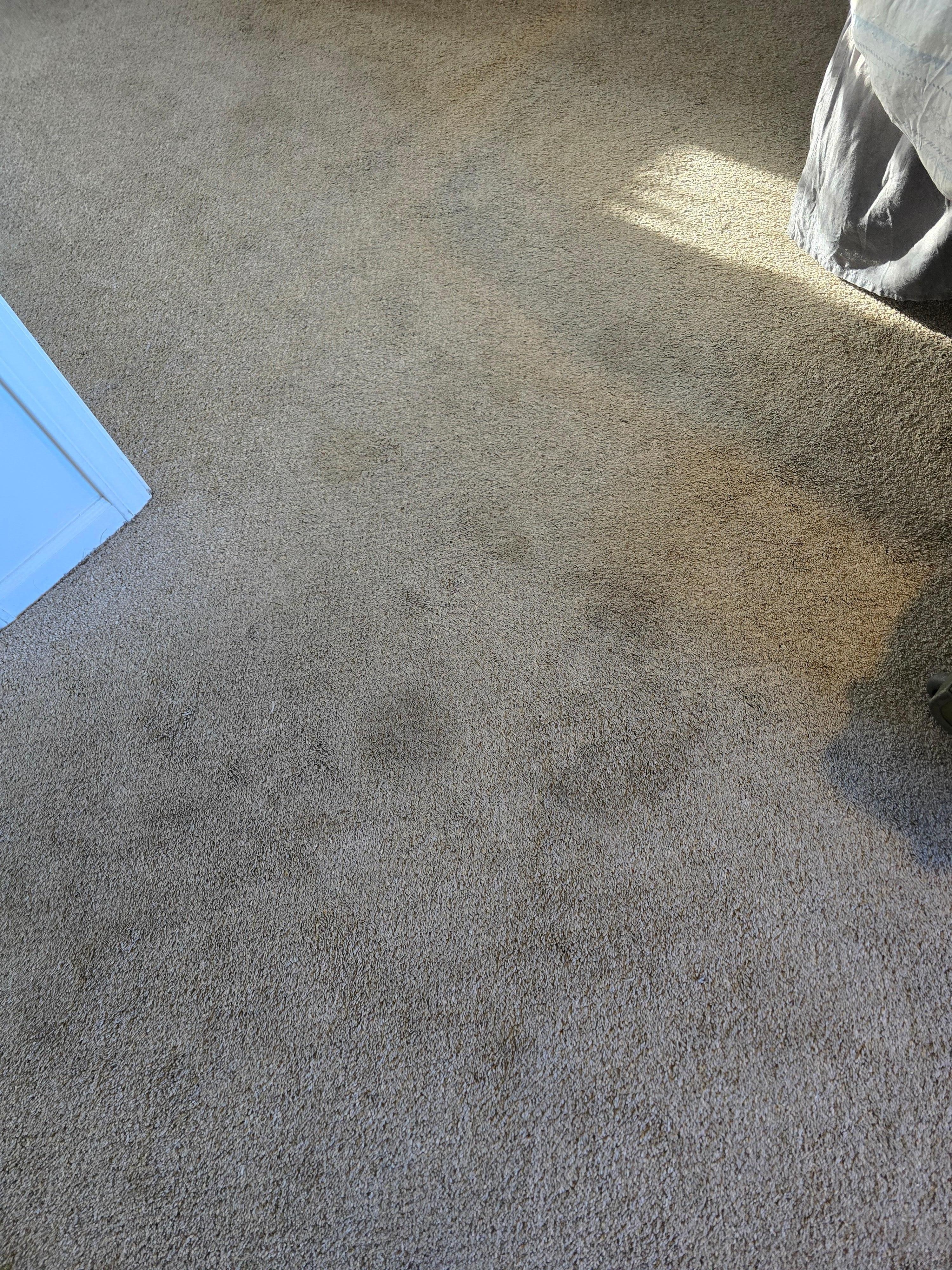 Also bedroom carpet. Pets had to wear diapers entire stay to keep them from also peeing on the floor.