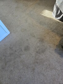 Also bedroom carpet. Pets had to wear diapers entire stay to keep them from also peeing on the floor.