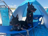 Dog friendly