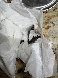 This is what I wiped from the faucet.