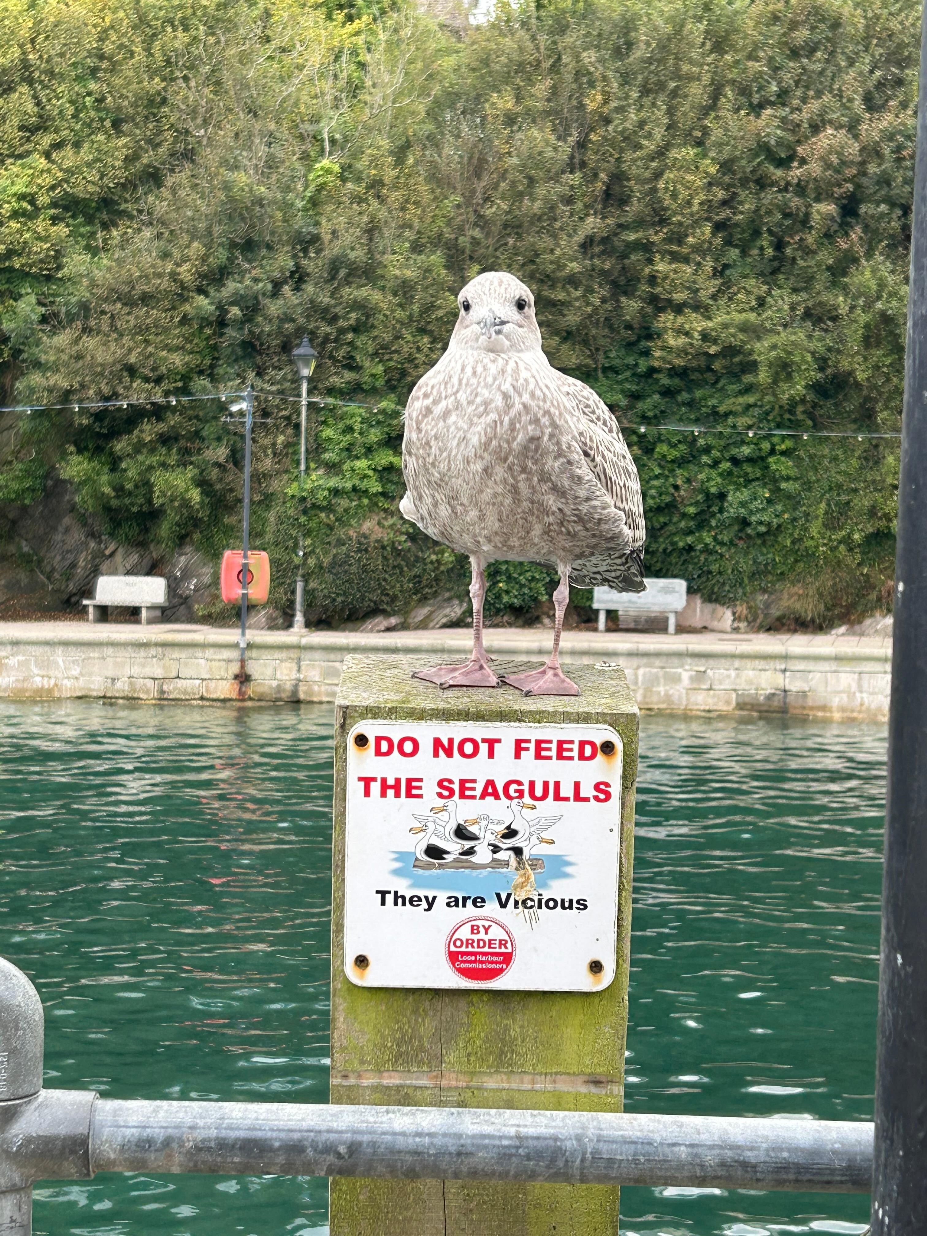 Don’t encourage Seagulls - they’re vicious!