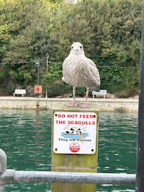 Don’t encourage Seagulls - they’re vicious!
