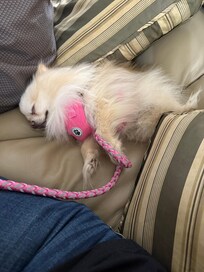 Tired Puppy