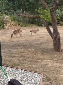 Watching the deer’s in the backyard